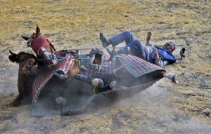 Colombian picador Cayetano Romero is thrown from his horse by a bull during a bullfighting training session at the MondoÒedo's fighting bulls ranch La Holanda - the oldest in the country - in the municipality of Mosquera, on the outskirts of Bogota, Colombia, on January 17, 2017. The historic Santamaria bullring is ready for the January 22, 2017 start of bullfighting season, which divides public opinion in Bogota and is returning by order of the Constitutional Court after an absence of more than four years. / AFP PHOTO / GUILLERMO LEGARIA