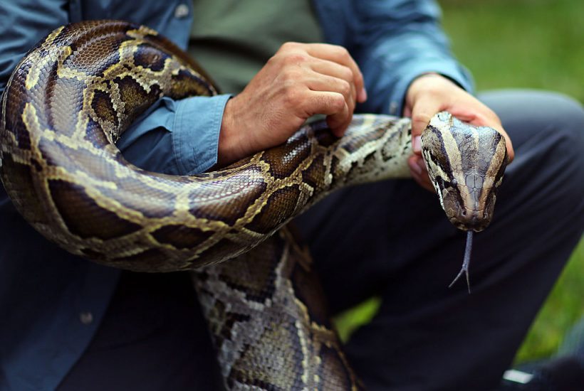 Elkapott burmai piton Floridában (kép: Joe Raedle/Getty Images)
