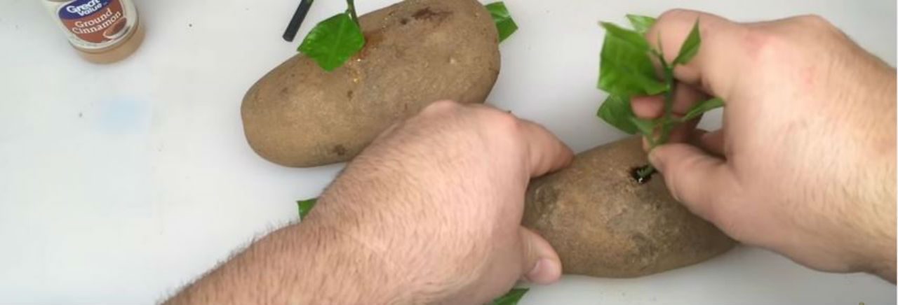 FC Growing & Gardening Channel / Youtube