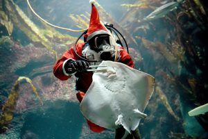 A diver in a Santa Claus costume feeds a ray at the Multimar Wattforum aquarium in Toenning, northwestern Germany, on December 2, 2016. / AFP PHOTO / dpa / Carsten Rehder / Germany OUT