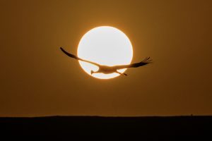 A picture taken on December 07, 2016 shows a Gray Crane flying over the Agamon Hula Lake in the Hula valley as the sun rises in northern Israel. More than half a billion birds of some 400 different species pass through the Jordan Valley to Africa and go back to Europe during the year. Some 42,500 Gray Cranes stayed this winter in the Agamon Hula Lake instead of migrating to Africa, taking advantage of the safety of this artificial water source. Local farmers feed the birds with corn in a bid to prevent them from destroying their agricultural fields. / AFP PHOTO / JACK GUEZ