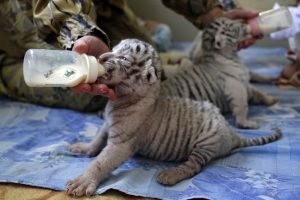 A zookeeper feeds eight days-old white Bengal tiger cubs at a private zoo in Yalta, Crimea, on December 8, 2016. / AFP PHOTO / Max Vetrov