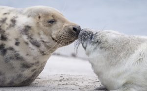 A female Grey Seal gets close to her pup on a beach on the north Sea island of Helgoland, Germany, on December 14, 2016. As the mating season starts after female Grey Seals give birth, males usually compete by shows of strength against other males. Hundreds of Grey Seals use the island to give birth to their pups, usually between the months of November and January. The pups, after 3 weeks of nursing, are then left to fend for themselves. This year has seen a record number of new pups, with 320 births recorded up to December 14. / AFP PHOTO / John MACDOUGALL
