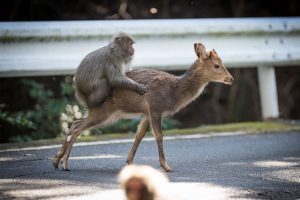 An undated handout picture released on January 10, 2017 by the Issekinicho publishing house shows an inter-species sexual behaviour between a male Japanese macaque and female sika deer, in Yakushima. Scientists revealed on January 10, 2017 the "highly unusual" behaviour of a male monkey filmed trying to have sex with female deer in Japan -- a rare case of inter-species nookie. / AFP PHOTO / Editions Issekinicho AND Springer Nature / Alexandre Bonnefoy / RESTRICTED TO EDITORIAL USE - MANDATORY CREDIT "AFP PHOTO / EDITIONS ISSEKINICHO - SPRINGER NATURE / ALEXANDRE BONNEFOY- NO MARKETING NO ADVERTISING CAMPAIGNS - DISTRIBUTED AS A SERVICE TO CLIENTS - NO ARCHIVES / ìThe erroneous mention[s] appearing in the metadata of this photo by Alexandre Bonnefoy has been modified in AFP systems in the following manners: [Yakushima] instead of [Yakushimaru] and [adding NO ARCHIVES usage restriction]. Please immediately remove the erroneous mention[s] from all your online services and delete it (them) from your servers. If you have been authorized by AFP to distribute it (them) to third parties, please ensure that the same actions are carried out by them. Failure to promptly comply with these instructions will entail liability on your part for any continued or post notification usage. Therefore we thank you very much for all your attention and prompt action. We are sorry for the inconvenience this notification may cause and remain at your disposal for any further information you may require.î