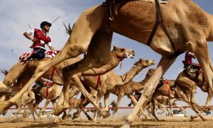 Jockeys take the start of a traditional camel race during the Sheikh Sultan Bin Zayed al-Nahyan Camel Festival, held at the Shweihan racecourse, in the outskirts of Abu Dhabi, on February 10, 2017. / AFP PHOTO / KARIM SAHIB