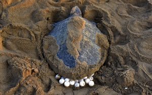 An Olive Ridley Turtle (Lepidochelys olivacea) lays her eggs in the sand at Rushikulya Beach, some 140 kilometres (88 miles) south-west of Bhubaneswar, early February 16, 2017. Thousands of Olive Ridley sea turtles started to come ashore in the last few days from the Bay of Bengal to lay their eggs on the beach, which is one of the three mass nesting sites in the Indian coastal state of Orissa. / AFP PHOTO / ASIT KUMAR