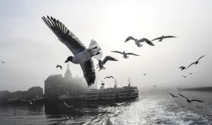 Seagulls fly over the Bosphorus river while traffic has stopped due to the fog on February 28, 2017 in Istanbul. / AFP PHOTO / BULENT KILIC