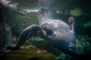 A picture taken on March 15, 2017 shows a manatee baby swimming near his mother in the manatee tank of the Zoological parc of Beauval on March 15, 2017, eleven days after his birth. / AFP PHOTO / GUILLAUME SOUVANT