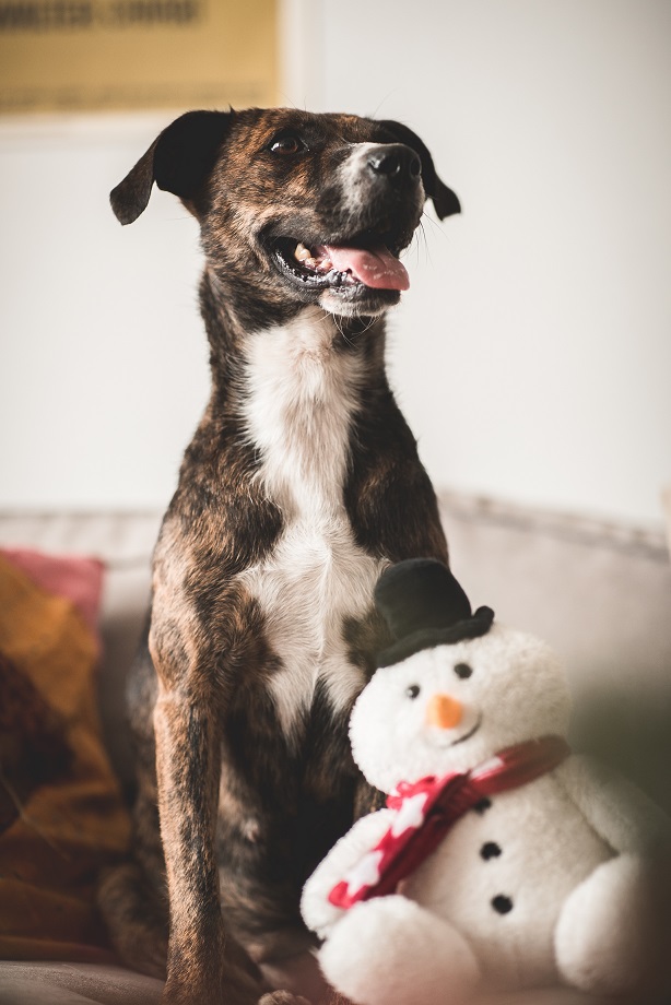 Állatot karácsonyra