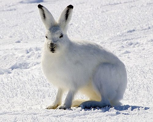 A zsírtalan húsok önmagukban nem elegendőek az életben maradáshoz (Fotó: Steve Sayles / CC-BY-SA)