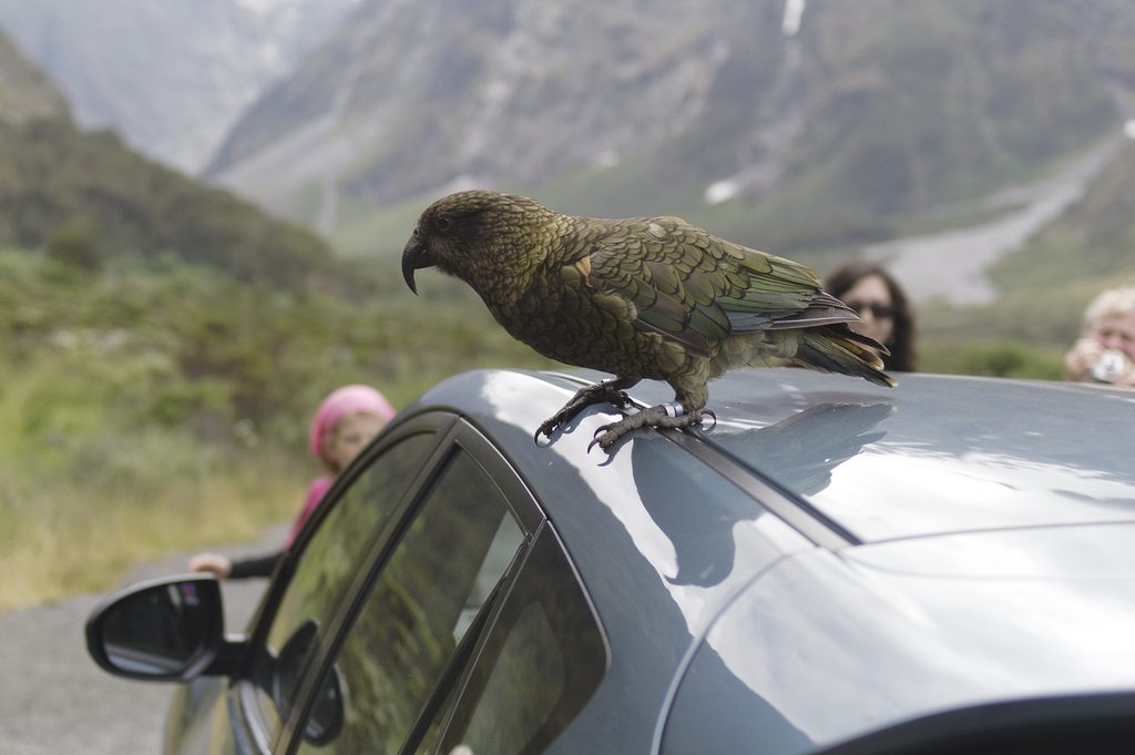 A barátai szerint az új-zélandi kea kíváncsi, a kevésbé barátai szerint pofátlan