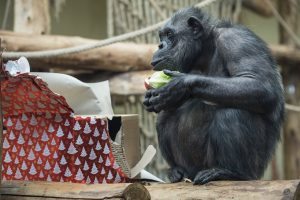 Veszprém, 2016. december 16. Egy csimpánz a gyümölcsöket rejtő karácsonyi csomagját bontja ki a kifutójában, a Veszprémi Állatkertben 2016. december 16-án. MTI Fotó: Bodnár Boglárka