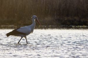 Csitár, 2017. március 4. A Báró nevű fehér gólya (Ciconia ciconia) a Nógrád megyei Csitár határában 2017. március 4-én. A madár a legkorábban hazaérkezett jeladós fehér gólya. MTI Fotó: Komka Péter
