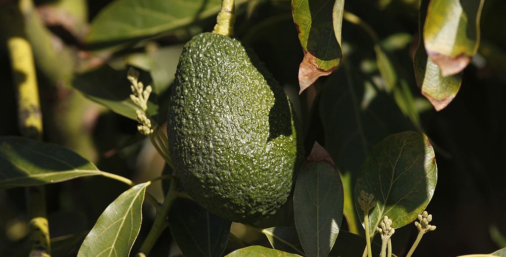 VALLEY CENTER, CA - MARCH 5: An avocado hangs from a tree at a farm in Pauma Valley on March 5, 2014 near Valley Center, California. The Chipotle restaurant chain 2013 annual report concludes that increasing weather volatility as well as weather pattern changes and global climate change could have a significant impact on the price or availability of some of their ingredients. As the costs of basics like avocados rise, Chipotle may reluctantly choose to temporarily drop some items from their menu such as guacamole and one or more salsas. Chipotle reportedly uses 97,000 pounds of avocados per day, about 35.4 million pounds per year. (Photo by David McNew/Getty Images)
