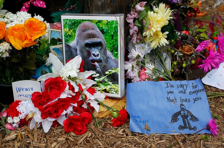 A 17 éves gorillát júniusban lőtték le a Cincinnati állatkertben, mikor beesett hozzá egy három éves gyerek -Fotó: John Sommers II/Getty Images