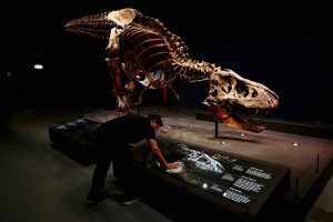 LEIDEN, NETHERLANDS - OCTOBER 17: A general view of the skull, jaw, tail, rib cage and teeth of Trix the female T-Rex exhibition at the Naturalis or Natural History Museum of Leiden on October 17, 2016 in Leiden, Netherlands. The skeleton of Tyrannosaurus rex was excavated in 2013 in Montana, USA, by Naturalis Biodiversity Center. The fossil is part of the Naturalis collection and is more than 80% of the bone volume present. All essential and high­volume bones are in place. This places Trix in the top 3 ranking of the most complete Tyrannosaurus rex skeletons in the world. In addition, all the bones are extremely well preserved. The quality of this fossil is unmatched by any other large T-Rex find in the world. (Photo by Dean Mouhtaropoulos/Getty Images)