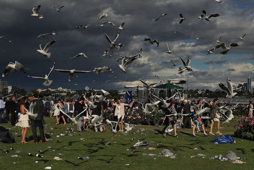 MELBOURNE, AUSTRALIA - NOVEMBER 01: Racegoers leave the course as seagulls hover overhead following 2016 Melbourne Cup Day at Flemington Racecourse on November 1, 2016 in Melbourne, Australia. (Photo by Scott Barbour/Getty Images)