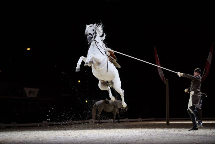 LONDON, ENGLAND - NOVEMBER 10: A Lipizzan horse from the Spanish Riding School of Vienna takes part in a photocall to promote their upcoming performances at Wembley Arena on November 10, 2016 in London, England. To celebrate their 450th anniversary, the Spanish Riding School of Vienna will return to The SSE Arena, Wembley between the 14-16 November 2016. (Photo by Leon Neal/Getty Images)