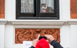 LONDON, ENGLAND - NOVEMBER 14: A cat wearing a striped tie and white collar looks out of the window of the Embassy of Ecuador as Swedish prosecutors question Wikileaks founder Julian Assange on November 14, 2016 in London, England. Mr Assange has been inside the embassy since 2012 and he is being questioned over allegations of rape that date from 2010. Mr Assange has not been charged and denies the claims. (Photo by Chris J Ratcliffe/Getty Images)