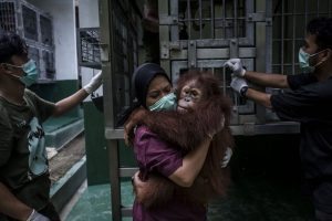 NORTH SUMATRA, INDONESIA - NOVEMBER 14: A worker carries a Sumatran orangutan (Pongo abelii) as being prepared to be released into the wild at Sumatran Orangutan Conservation Programme's rehabilitation center on November 14, 2016 in Kuta Mbelin, North Sumatra, Indonesia. The Orangutans in Indonesia have been known to be on the verge of extinction as a result of deforestation and poaching. Found mostly in South-East Asia, where they live on the islands of Sumatra and Borneo, the endangered species continue to lose their habitat as a result of corporate expansion in a developing economy. Indonesia approved palm oil concessions on nearly 15 million acres of peatlands over the past years and thousands of square miles have been cleared for plantations, including the lowland areas that are the prime habitat for orangutans. (Photo by Ulet Ifansasti/Getty Images)