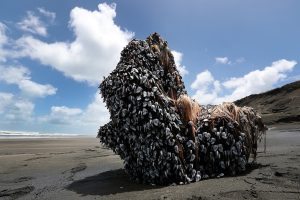 AUCKLAND, NEW ZEALAND - DECEMBER 12: A large driftwood tree covered in gooseneck barnacles sits in the sun on Auckland's west coast on December 12, 2016 in Auckland, New Zealand. The large object washed up on Muriwai beach on Saturday, 10 December. (Photo by Fiona Goodall/Getty Images)