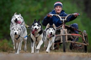 FESHIEBRIDGE, SCOTLAND - JANUARY 24: Mushers and their huskies practice at a forest course ahead of the Aviemore Sled Dog Rally on January 24, 2016 in Feshiebridge, Scotland. Huskies and sledders prepare ahead of the Siberian Husky Club of Great Britain 34th race taking place at Loch Morlich this weekend near Aviemore. (Photo by Jeff J Mitchell/Getty Images)