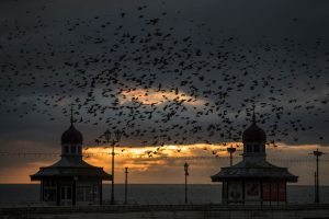 BLACKPOOL, ENGLAND - FEBRUARY 07: Starlings fly over Blackpool's North Pier as they gather in a murmuration on February 7, 2017 in Blackpool, England. The North Pier is closed for winter maintenance making it a safe and peaceful roost for the starlings at night. It is thought that starlings flock together in large groups for various reasons, such as flocking together makes it difficult for predators to target a single bird, it also keeps them warm. They gather over their winter roosting site just before dusk and perform their acrobatic whirling motions before setting down for the night. (Photo by Christopher Furlong/Getty Images)