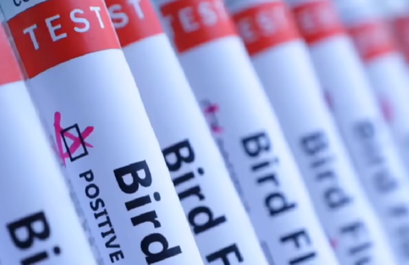 Világjárvány H5N1 madárinfluenza