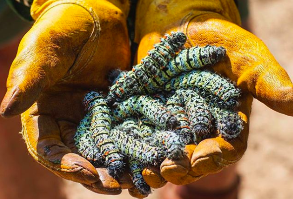 Legfurcsább ételek