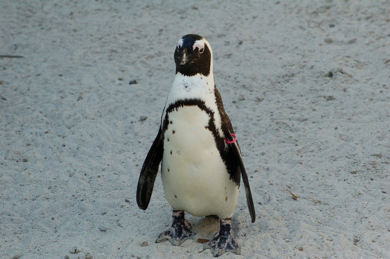 african-penguin-at-lowery-park-zoo-1441317-1279x850