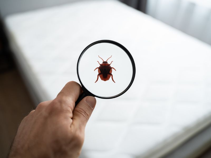 Ezek az ágyi poloska jelei