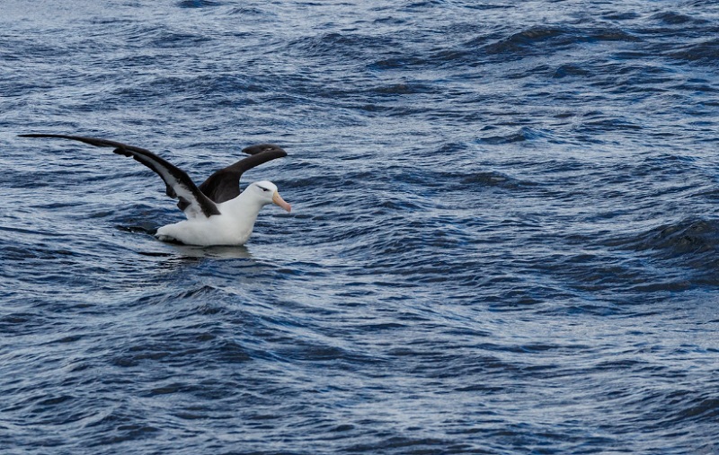 Állatok szakítása - vándor albatrosz