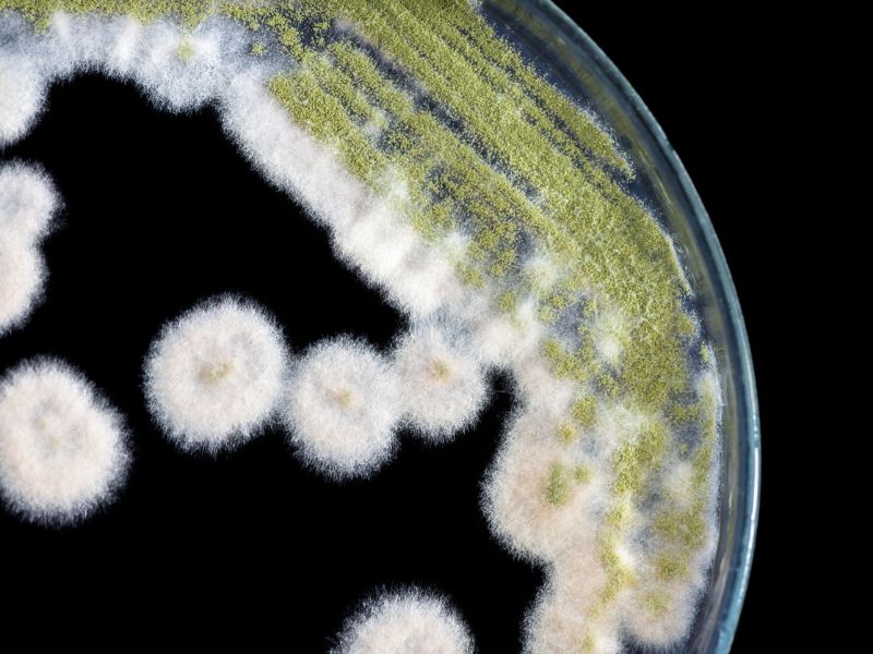Az Aspergillus gombák jelentik az új fenyegetést