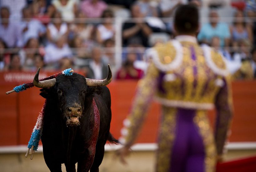 BARCELONA, SPAIN - JULY 10: A bull looks at the bullfighter Jose Maria Manzanares of Spain during the second bullfight of the 2011 season at the Monumental bullring on July 10, 2011 in Barcelona, Spain. This will be the last year for Bull fighting at the Monumental bullring as the parliament of Catalonia has voted to ban bullfighting as of January 1, 2012. (Photo by David Ramos/Getty Images)