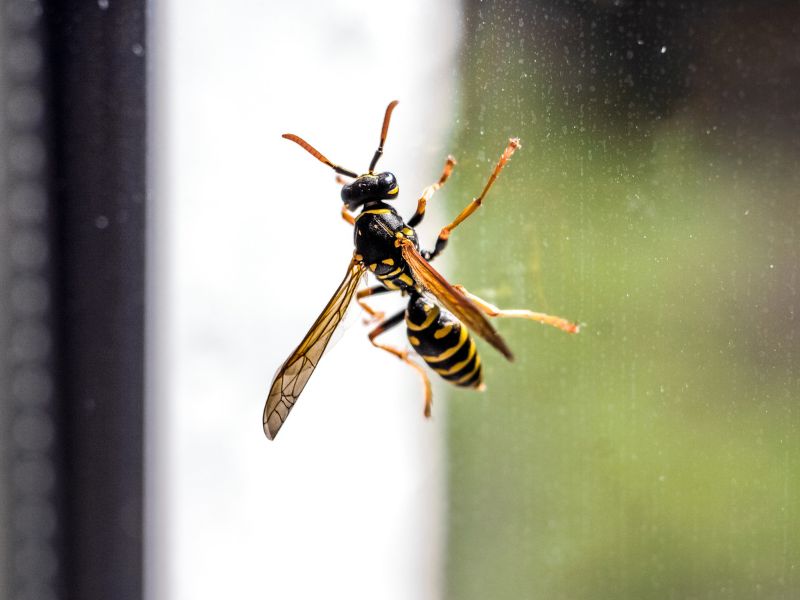 Hatékony szer darázs ellen