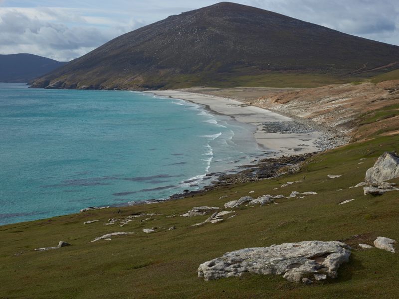 Ősi erdőt találtak a Falkland-szigeteken