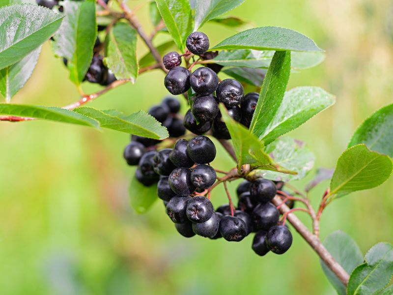 A fekete berkenyei előnyei messze túlmutatnak a vitaminpótláson!