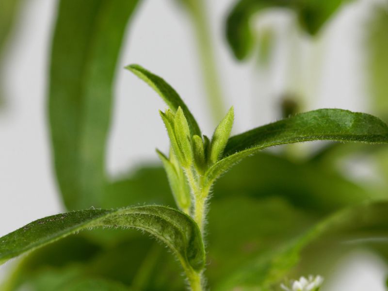 Fermentált stevia: új remény a hasnyálmirigyrák természetes kezelésében