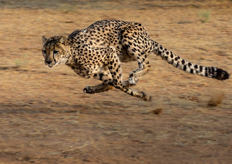 Olimpiai futók és gepárd