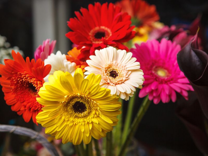 Egész évben virágzó növény/Fotó: 123rf.com