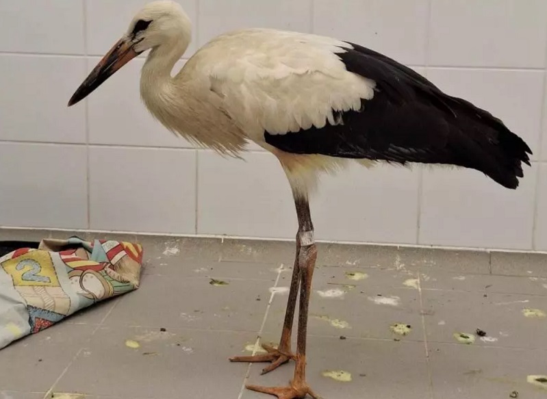 Döbbenetes dolgok kerültek elő egy gólya gyomrából