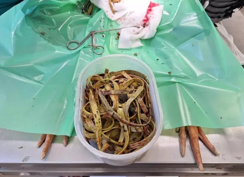 Megdöbbentő, miket találtak a gólya gyomrában