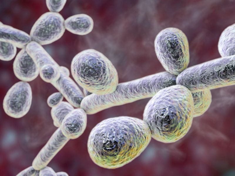 A szupergomba futótűzként terjed