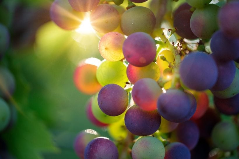 A szőlő és a cukorbetegség ehet a cukorbetegek szőlőből