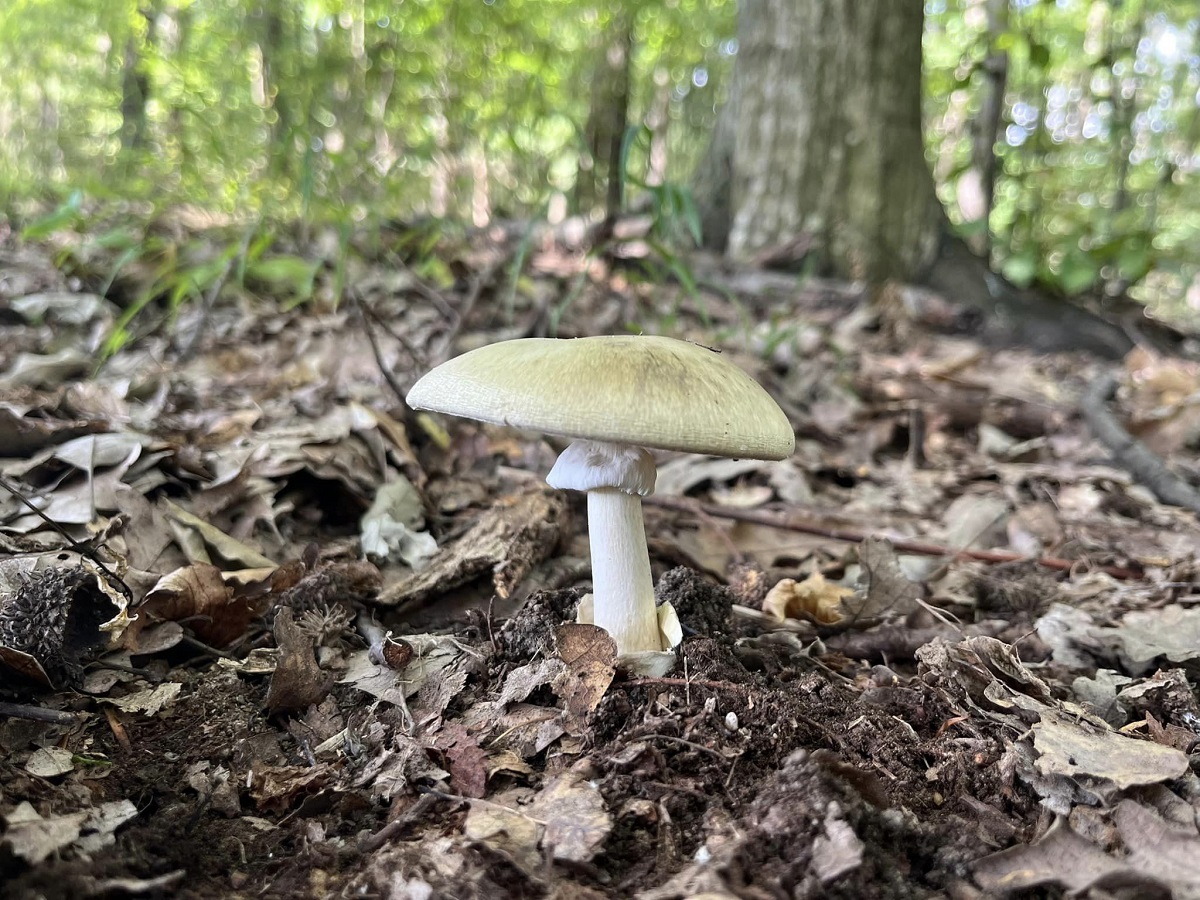 Gyilkos galóca felismerése