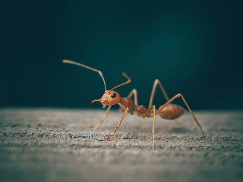 gombatermesztő hangya