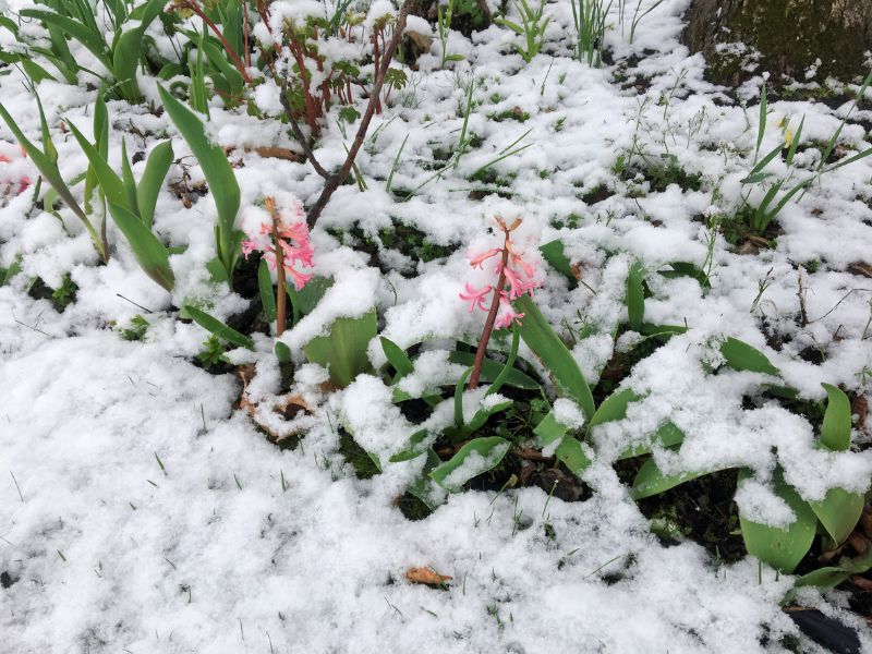 Plusz húsz fok és hózápor is előfordulhat