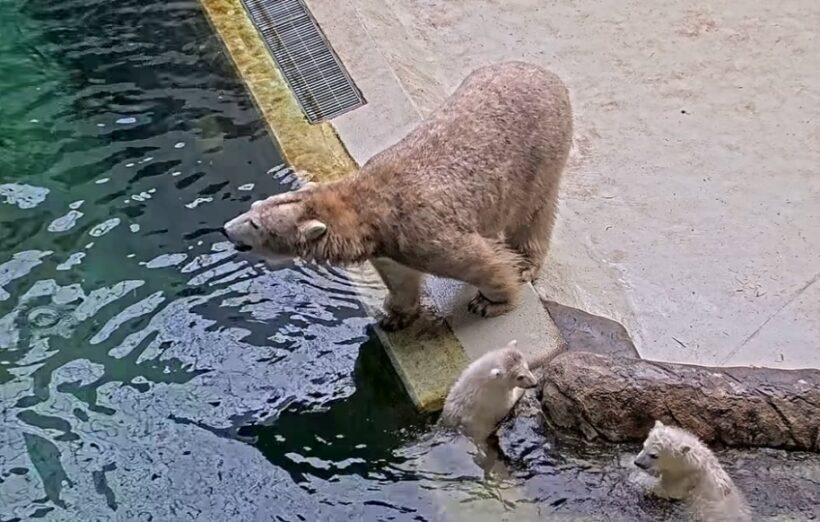 Jegesmedvék a nyíregyházi állatkertben