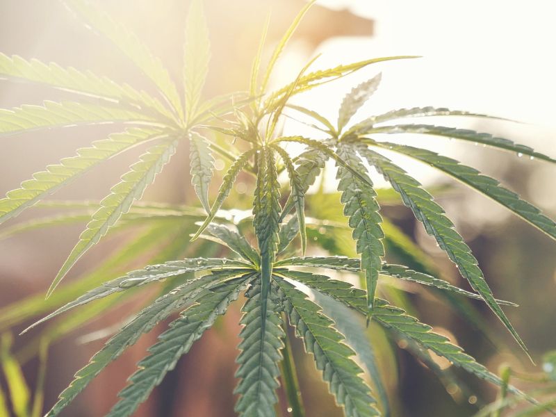 Lehetségessé válhat a kannabisz legalizálása