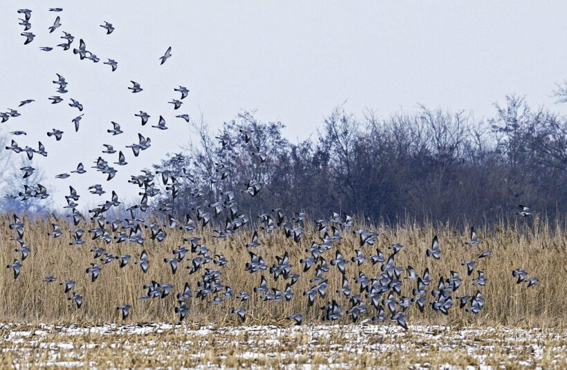 Kék galambok Dévaványánál